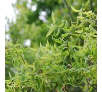 Carbeth Plants Salix Babylonica 'tortuosa' In 3 Litre Pot - Dragon's Claw Willow - 85-100Cm In Height