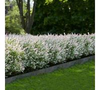 Carbeth Plants Salix Hakuro Nishiki Flamingo Bush In 9Cm Pot - Amazing Foliage Colour