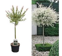Carbeth Plants Salix Integra 'hakuro Nishiki' Tree 60Cm In Height - Ornamental Flamingo Willow Tree In 19Cm Pot
