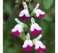 Carbeth Plants Salvia 'cherry Lips' Plant - Hardy Perennial In 9Cm Pot - Summer Flowering