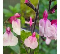 Carbeth Plants Salvia Cuello 3 X Mixed Plants In 9Cm Pots - Summer Flowering Herbaceous Perennial Shrub - For Beds, Borders, Rock Gardens & Pots