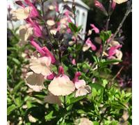 Carbeth Plants Salvia Cuello Cream Plant 2 X 9Cm Pot - Summer Flowering Herbaceous Perennial Shrub - For Beds, Borders, Rock Gardens & Pots
