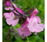 Carbeth Plants Salvia Cuello Pink Plant 2 X 9Cm Pot - Summer Flowering Herbaceous Perennial Shrub - For Beds, Borders, Rock Gardens & Pots