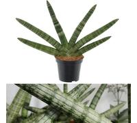 Carbeth Plants Sansevieria Cylindrica Skyline - 2 X Cylindrical Snake Plant In 8.5Cm Pot