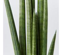 Carbeth Plants Sansevieria Cylindrica Straight - Snake Plant In 9Cm Pot - Indoor Houseplants