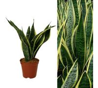 Carbeth Plants Sansevieria Snake Plant - Mother In Laws Tongue Plant - 20-30Cm In Height