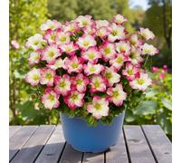 Carbeth Plants Saxifraga Alpino Early Picotee - 2 X Jumbo 6 Pack Bedding Plants - Garden Ready
