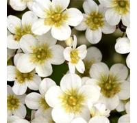Carbeth Plants Saxifraga Alpino Early White - 1 X Jumbo 6 Pack Bedding Plants - Garden Ready