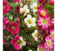 Carbeth Plants Saxifraga Mix Alpine 6 Pack Plants - Easy Grow Hardy Perennials For Uk Gardens - Ideal For Rockeries, Beds, Pots & Borders