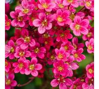 Carbeth Plants Saxifraga Touran Deep Red - 2 X Jumbo 6 Pack Bedding Plants - Garden Ready