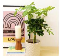 Carbeth Plants Schefflera Arboricola Gold Capella Plant In 14Cm Pot - Fast Growing Dwarf Umbrella Tree - Easy To Grow Air Purifying Houseplant