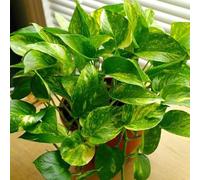 Carbeth Plants Scindapsus Aureum - Devil's Ivy In 6Cm Pot - Mini Indoor Plant