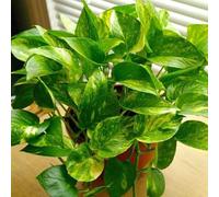 Carbeth Plants Scindapsus Aureum - Devil's Ivy In 6Cm Pot - Mini Indoor Plant