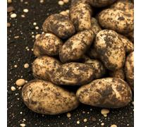 Carbeth Plants Seed Potatoes Charlotte 2Kg Bag - Second Early Waxy High Yielding Salad Potato Tubers For Gardens, Allotments & Grow Bags