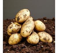 Carbeth Plants Seed Potatoes Nicola 2Kg Bag - Second Early Smooth Waxy High Yielding Salad Potato Tubers For Gardens, Allotments & Grow Bags