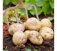 Carbeth Plants Seed Potatoes Organic Colleen 1.5Kg Bag - Early Maincrop Easy To Grow Yielding Potato Tubers For Gardens, Allotments & Grow Bags