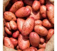 Carbeth Plants Seed Potatoes Organic Sarpo Mira 1.5Kg Bag - Red Skinned Maincrop Tubers - High Yielding Easy To Grow Popular All Rounders