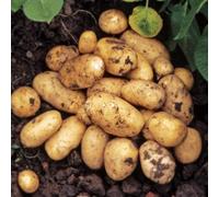 Carbeth Plants Seed Potatoes Pentland Javelin - 11 Tuber Pack - Easy To Grow