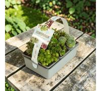 Carbeth Plants Sempervivum In 7Cm Pots - 6 Pack - Hardy Mixed Houseleeks - Low Maintenance Succulent - Rockery & Outdoor Patio Plants