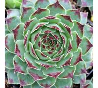 Carbeth Plants Sempervivum Mint Marvel - Houseleek In 9Cm Pot - Succulent Perennial