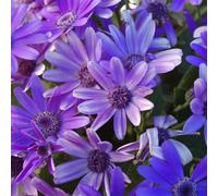 Carbeth Plants Senetti Pericallis Blue In 13Cm Pot - Vibrant Long Flowering Compact Daisy Plants