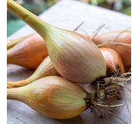 Carbeth Plants Shallot Jermor 500G Vegetable Sets - Autumn Planting Banana Shallot Bulbs - Sweet Flavoured Easy To Grow Outdoor Planting