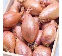 Carbeth Plants - Shallot Jermor 500g Vegetable Sets - Autumn Planting Winter Hardy Banana Shallot Bulbs - Sweet Flavoured Easy to Grow Outdoor Planting Superior Growth - Grow Your Own Vegetables