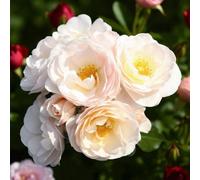 Carbeth Plants Sirius Rose - Scented Cream Hybrid Tea Rose Bush In 3 Litre Pot - Easy Grow