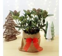 Carbeth Plants Skimmia Fragrant Cloud Plant In 2L Pot With Hessian Gift Wrap - Evergreen Outdoor Shrub - Easy To Grow Christmas Gardening Gift