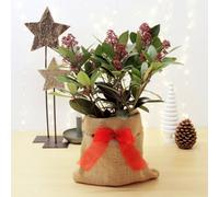 Carbeth Plants Skimmia Rubella Plant In 2L Pot With Hessian Gift Wrap - Evergreen Outdoor Shrub - Easy To Grow Christmas Gardening Gift