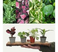 Carbeth Plants Small House Plant Mix - 3 Indoor Plants In 6Cm Pots