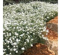 Carbeth Plants Snow In Summer Plant 12 X 9Cm Pots - Spring Summer Flowering Cerastium Tomentosum Ground Cover Perennials
