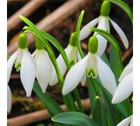 Carbeth Plants Snowdrop Galanthus Woronowii 100 X Spring Bulbs - Spring Flowering Perennials