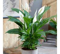 Carbeth Plants Spathiphyllum Peace Lily Alana - Air Purifying House Plant In 13Cm Pot