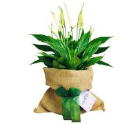 Carbeth Plants Spathiphyllum Peace Lily In Hessian Gift Wrap & Gift Card - Fantastic Plant Gift