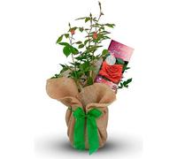 Carbeth Plants Special Dad Rose Bush Gift Wrapped - Gardening Gift Idea For Fathers Day, Birthdays - Outdoor Garden Plant