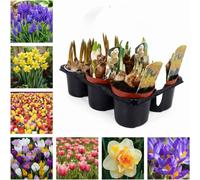 Carbeth Plants Spring Bulb Collection - 6 X 9Cm Pots Of Mixed Outdoor Growing Flowering Bulbs