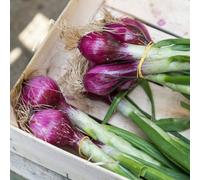Carbeth Plants Spring Onion Red Lilia Vegetable Plant - 6 Pack - Easy Grow Kitchen Garden