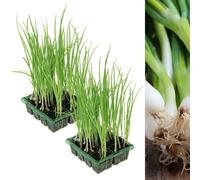 Carbeth Plants Spring Onion Vegetable Plants 16 Pack - White Lisbon Spring Onion Premium Quality Plants - Easy Planting Superior Growth