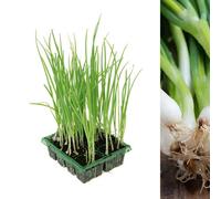 Carbeth Plants Spring Onion Vegetable Plants 8 Pack - White Lisbon Spring Onion Premium Quality Plants - Easy Planting Superior Growth
