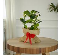 Carbeth Plants Stephanotis On Hoop Gift Wrapped - Madagascar Jasmine Indoor Houseplant Gift