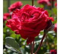 Carbeth Plants Stortebeker Rose - Scented Red Hybrid Tea Rose Bush In 3 Litre Pot - Easy Grow