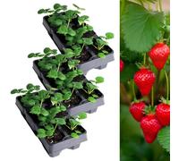 Carbeth Plants Strawberry Cambridge Favourite Fruit Plants 3 X 6 Pack - Fragaria Hardy Perennials - Sweetly Flavoured Fruit Garden Ready Plants