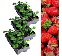 Carbeth Plants Strawberry Elsanta Fruit Plant 3 X 6 Pack - Garden Fruit Plants