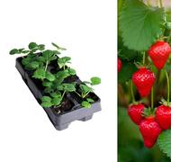 Carbeth Plants Strawberry Honeoye Fruit Plant 6 Pack - Garden Fruiting Plants