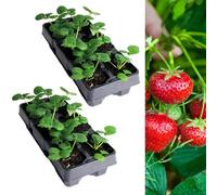 Carbeth Plants Strawberry Honeoye Fruit Plants 2 X 6 Pack - Fragaria Hardy Perennials - Sweetly Flavoured Fruit Outdoor Garden Ready To Plants