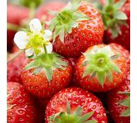Carbeth Plants Strawberry Honeoye Fruit Plants - Hardy Garden Bushes In 9Cm Pots - Grow Your Own