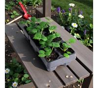 Carbeth Plants Strawberry Marshmello Fruit Plant 6 Pack - Hardy Perennial Fruiting Plants For Beds, Borders Or Pots