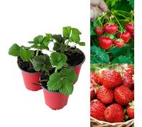 Carbeth Plants Strawberry Mixed Fruit Plants - Hardy Garden Bushes In 9Cm Pots