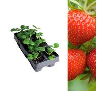 Carbeth Plants Strawberry Rowena Fruit Plants 6 Pack - Fragaria Hardy Perennials - Sweetly Flavoured Fruit Outdoor Garden Ready To Plants